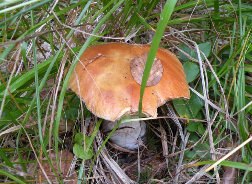 Boletaceae mangiucchiata